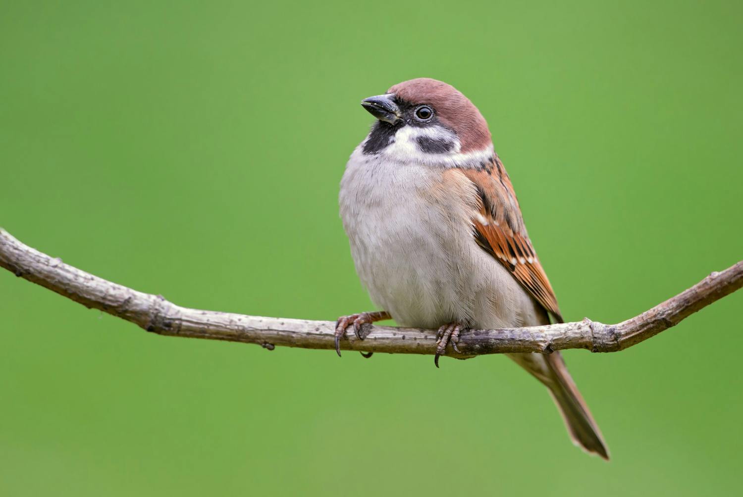 shutterstock 1734537407 Pilfink